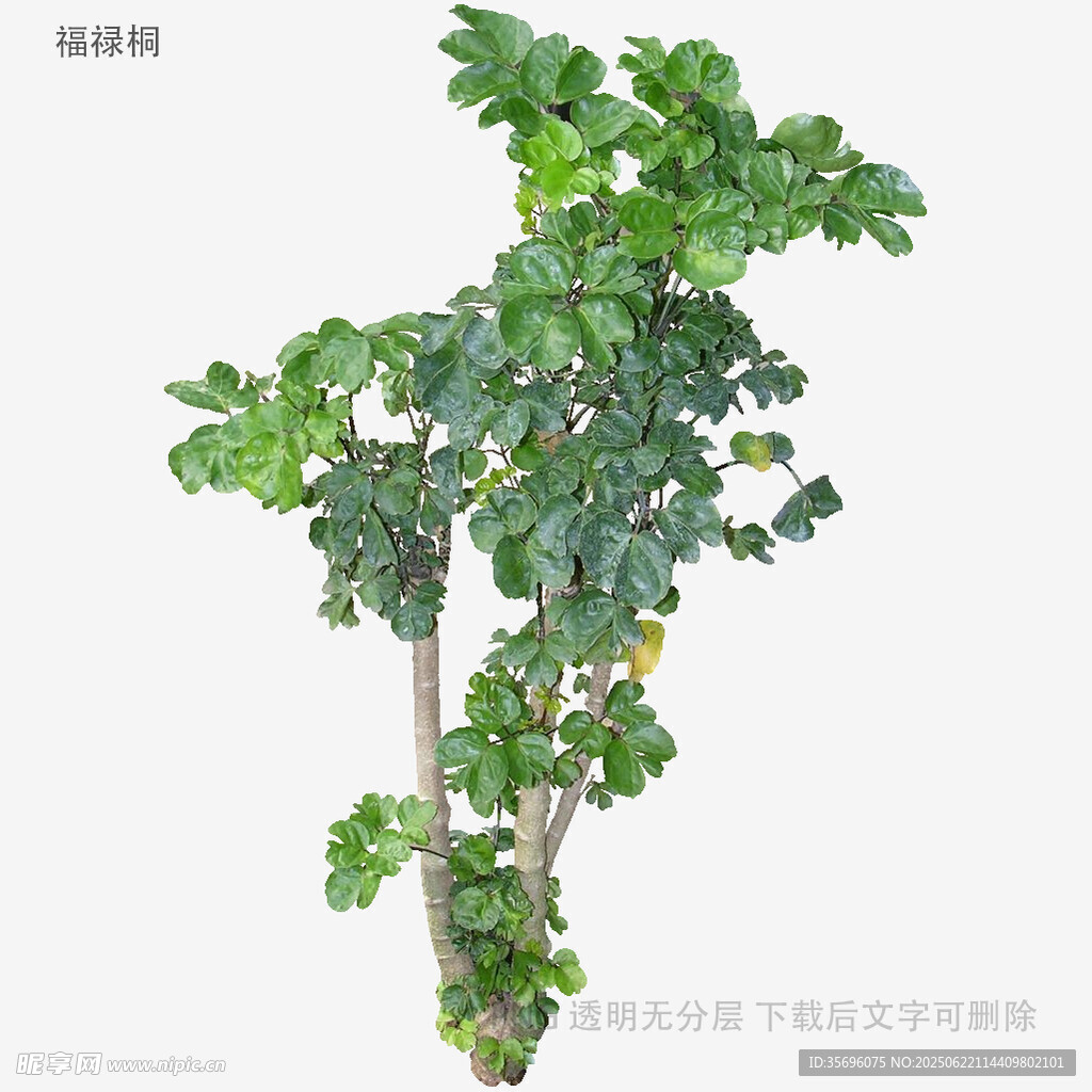 翠綠茂盛的盆栽綠植