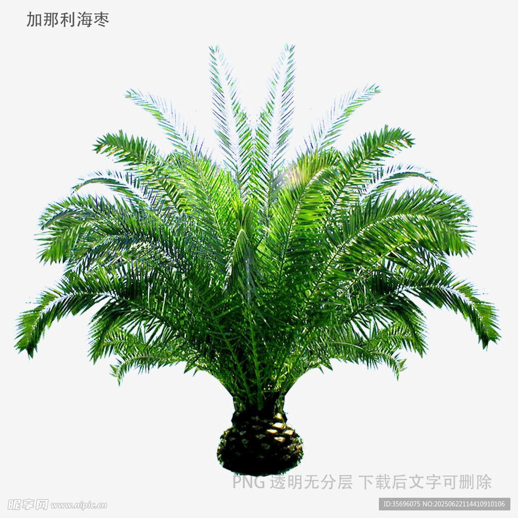 仿真蕨類植物盆栽