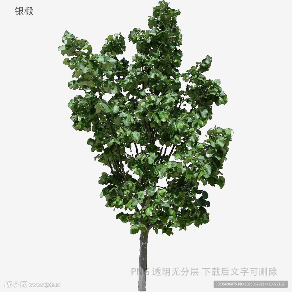 單棵綠樹3D模型展示