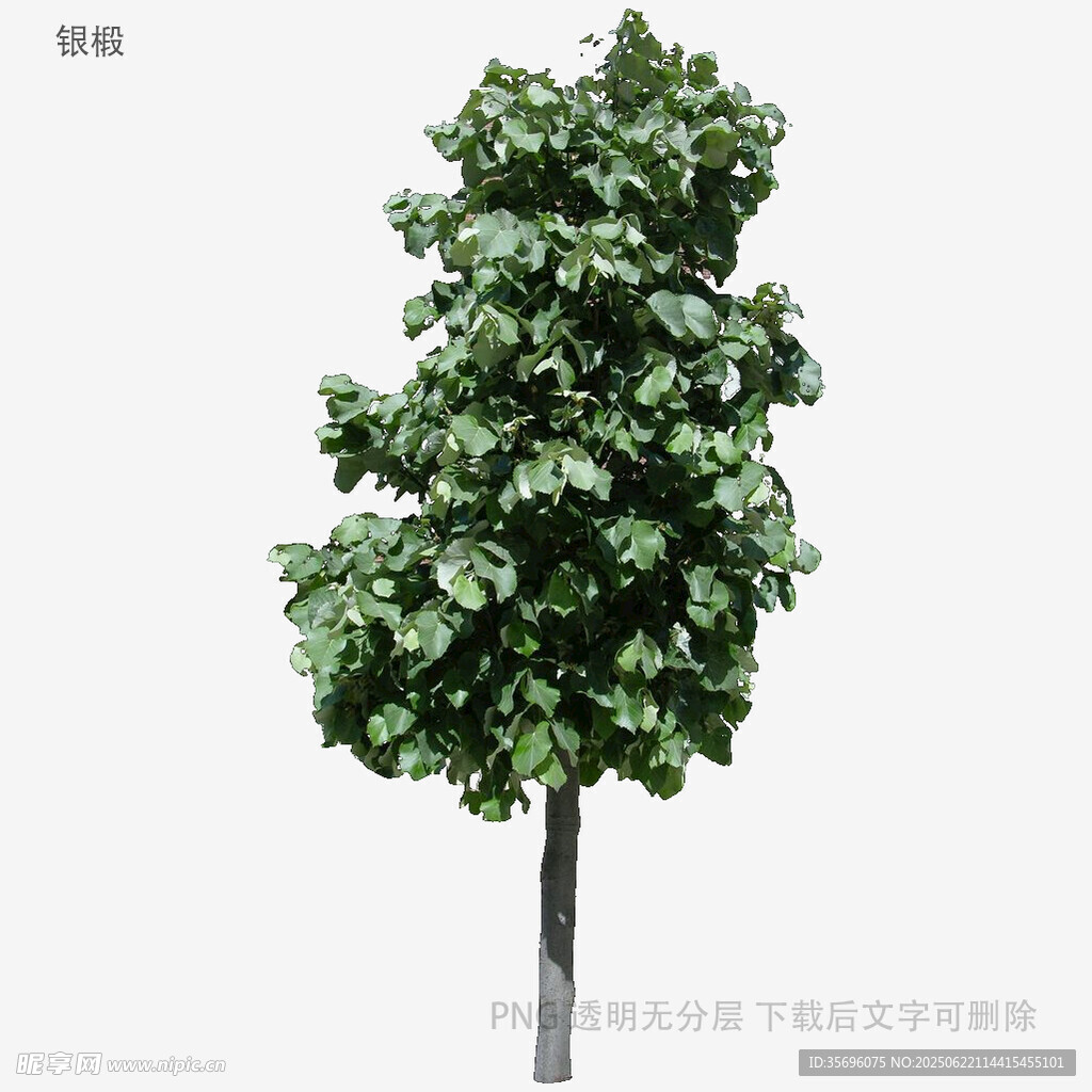 單棵綠樹模型展示