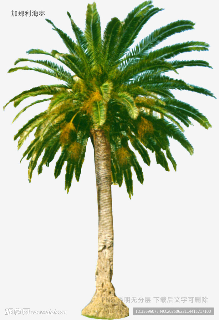 單棵棕櫚樹(shù)植物景觀(guān)圖