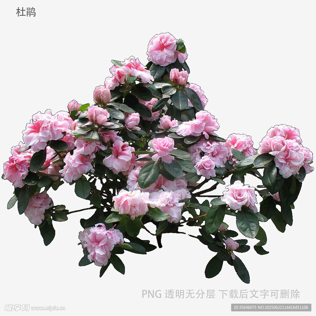 盛開的粉色杜鵑花