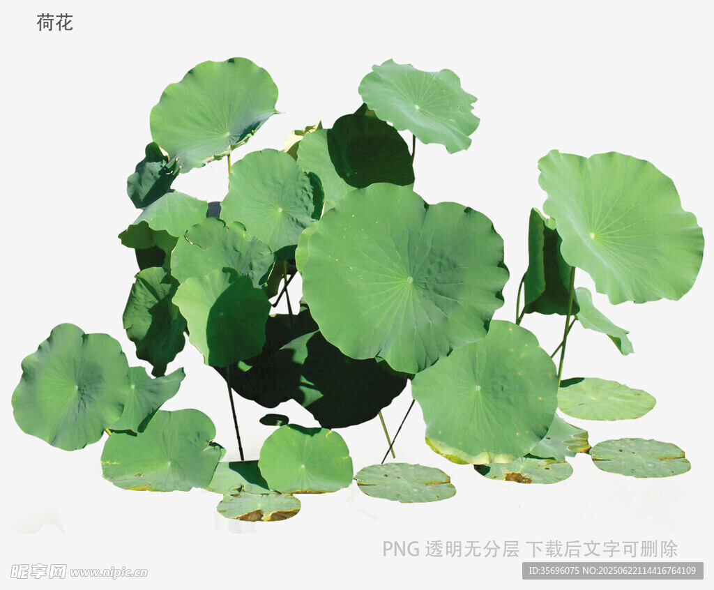 清新荷葉圖