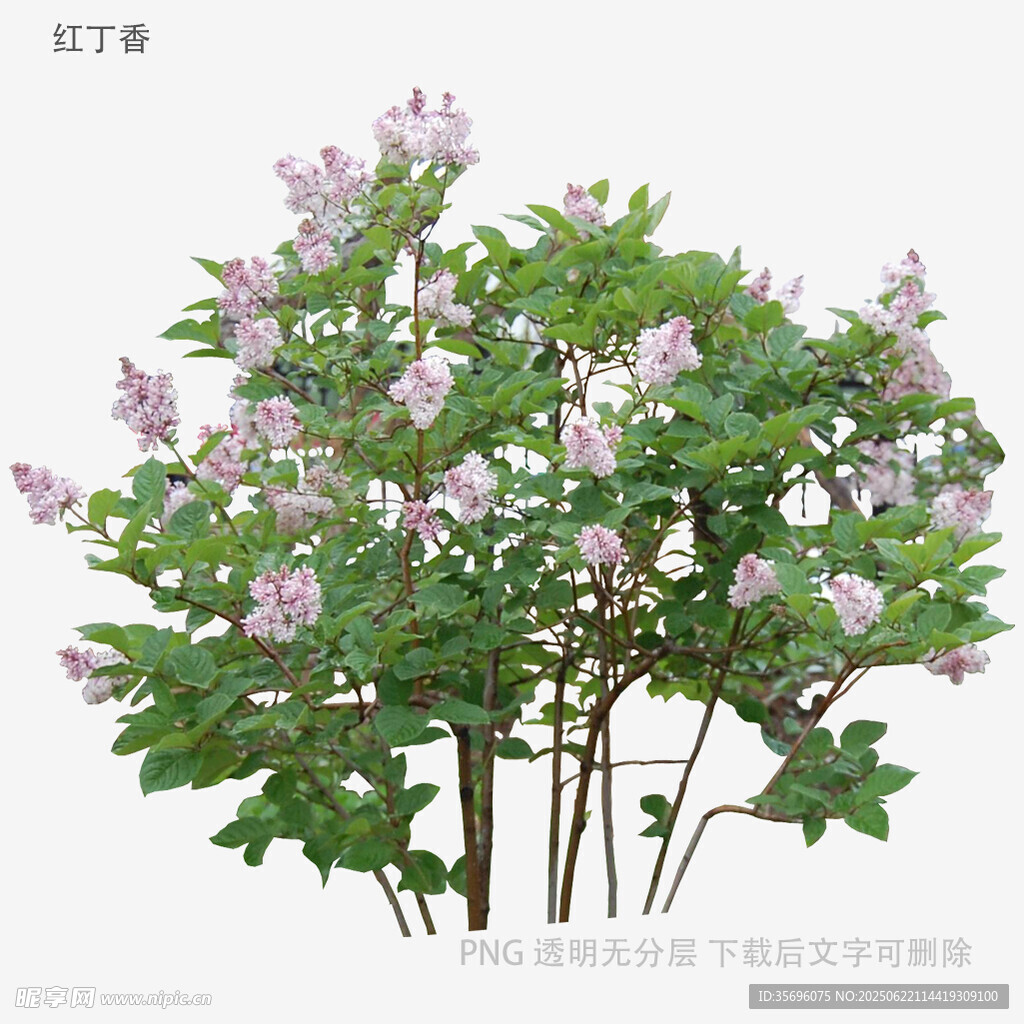 紫丁香花卉植物特寫