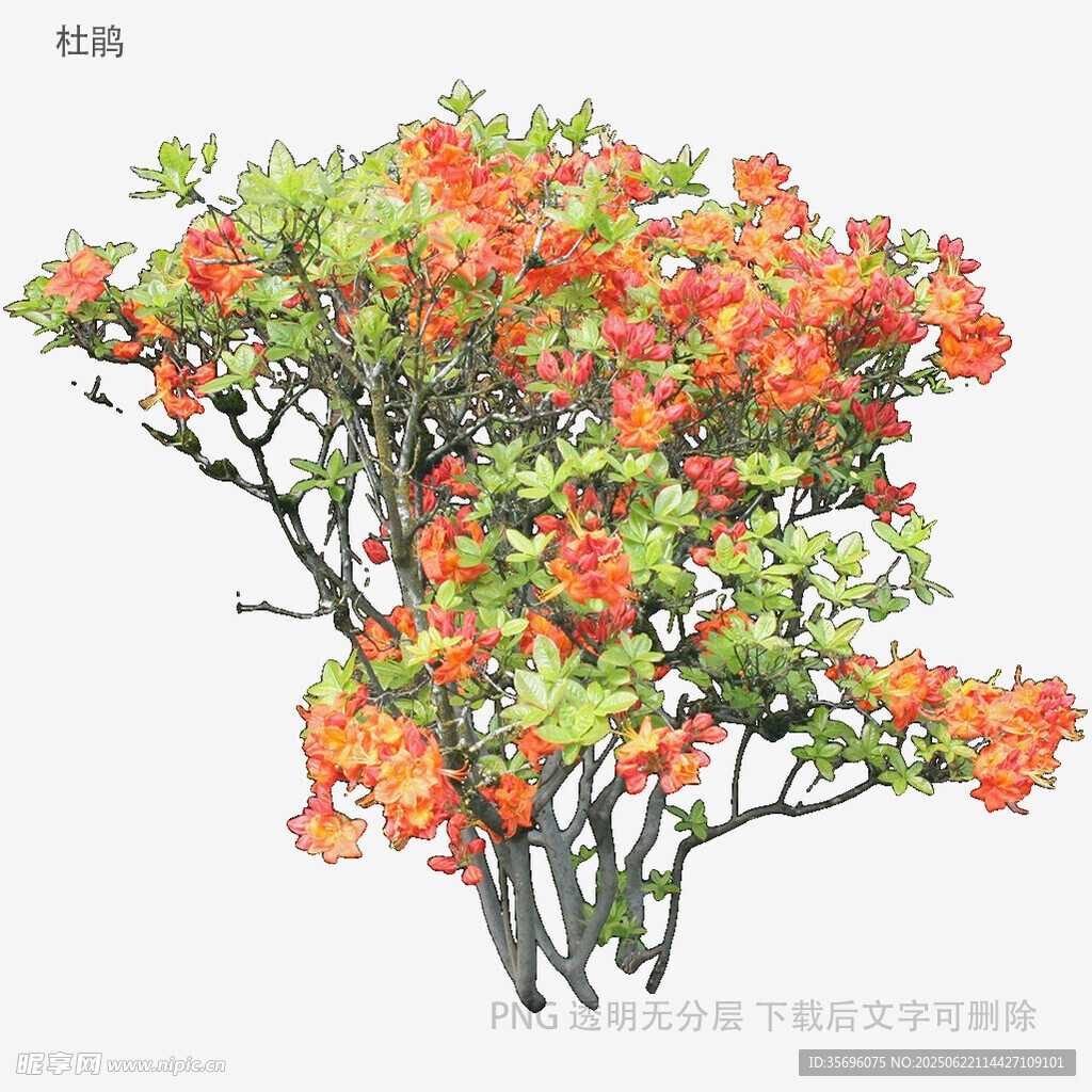 盛開(kāi)的橙紅色花卉植物