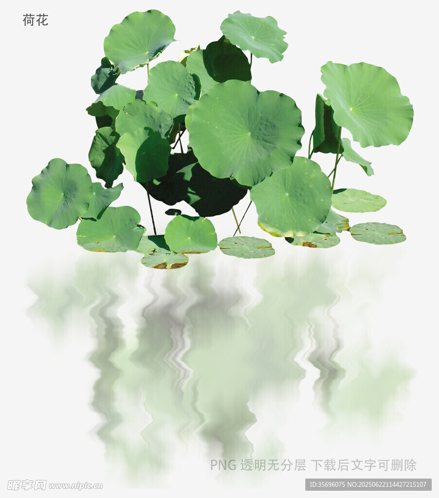 荷葉漂浮水面清新景象