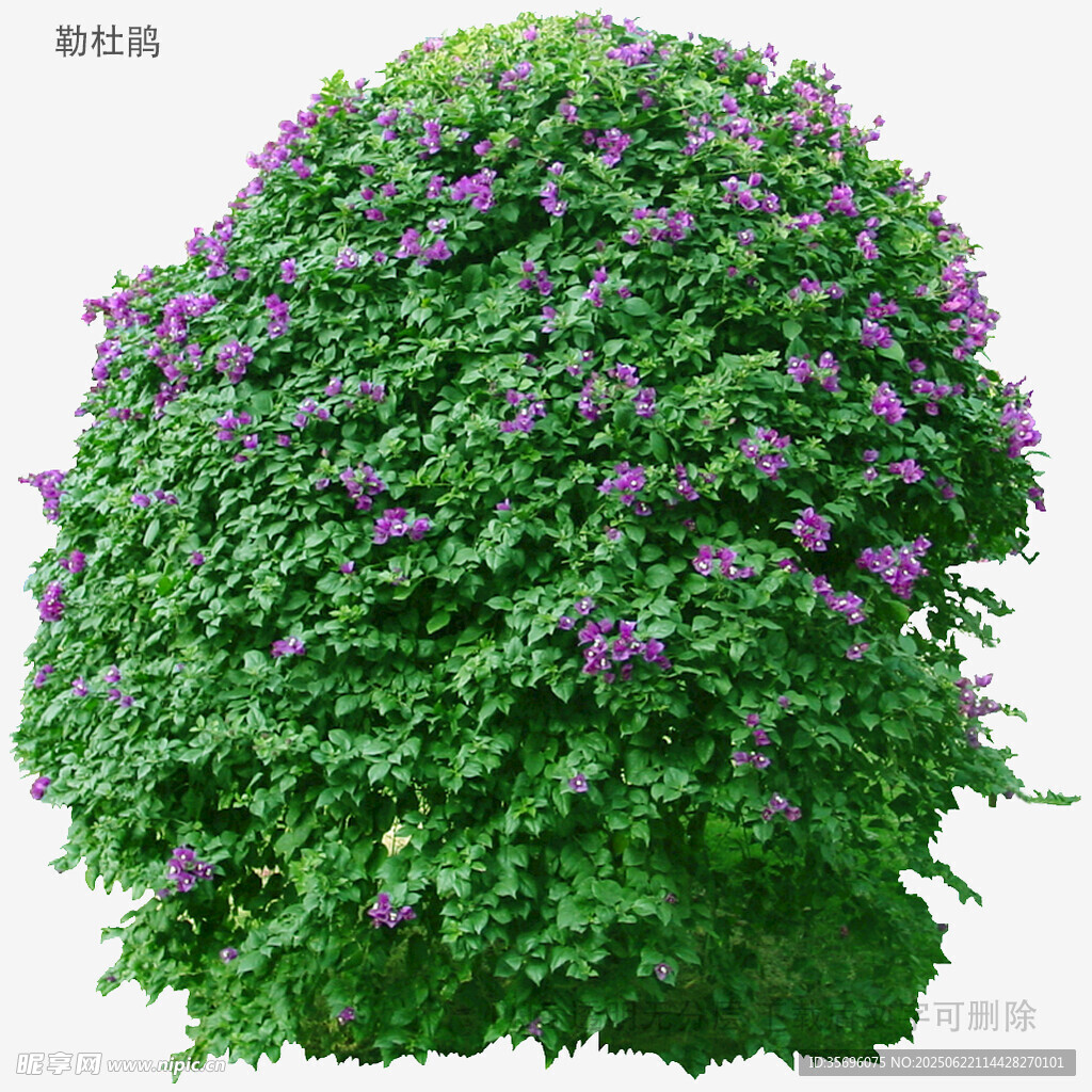 綠葉簇擁的紫色花卉景觀