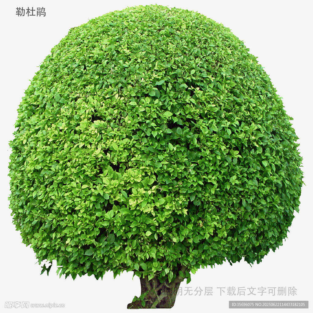 植物