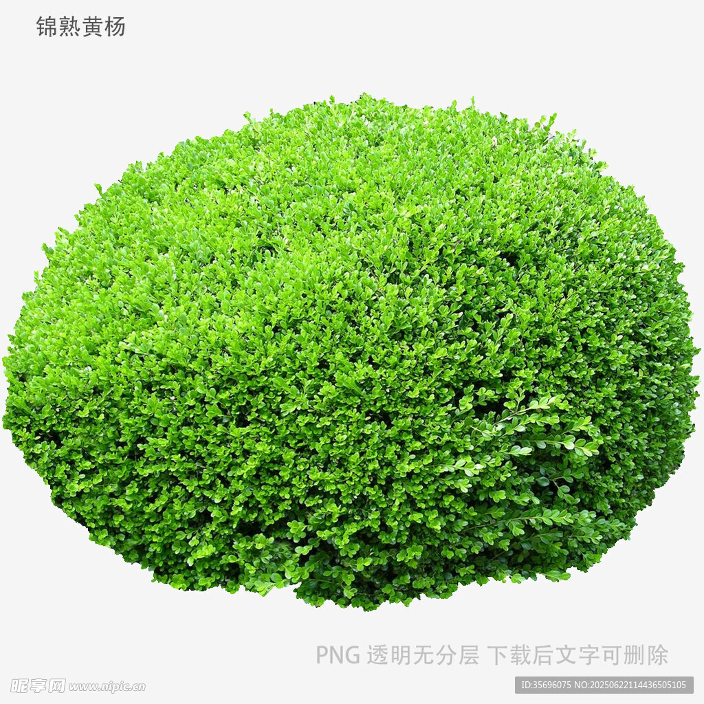 圓形綠植灌木