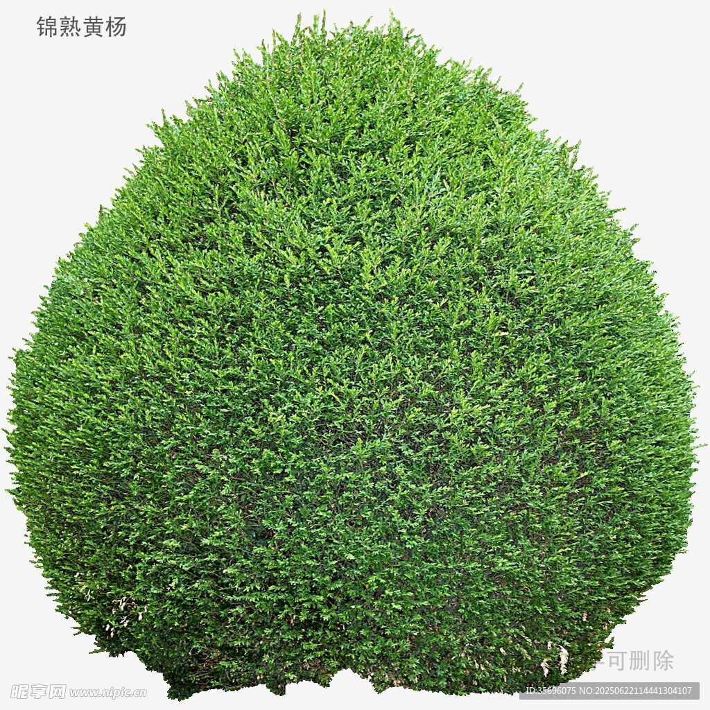 球形綠植灌木特寫