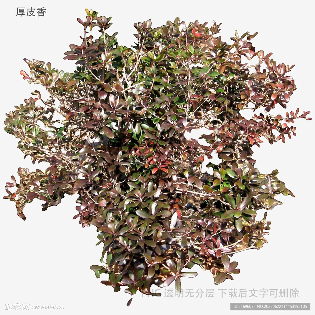 多彩枝葉植物特寫