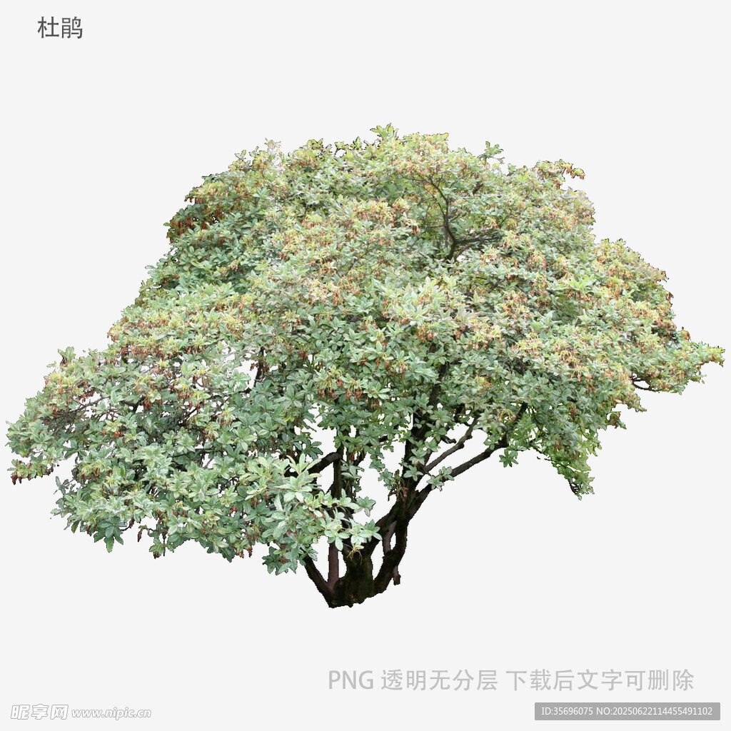 茂盛綠植單棵樹