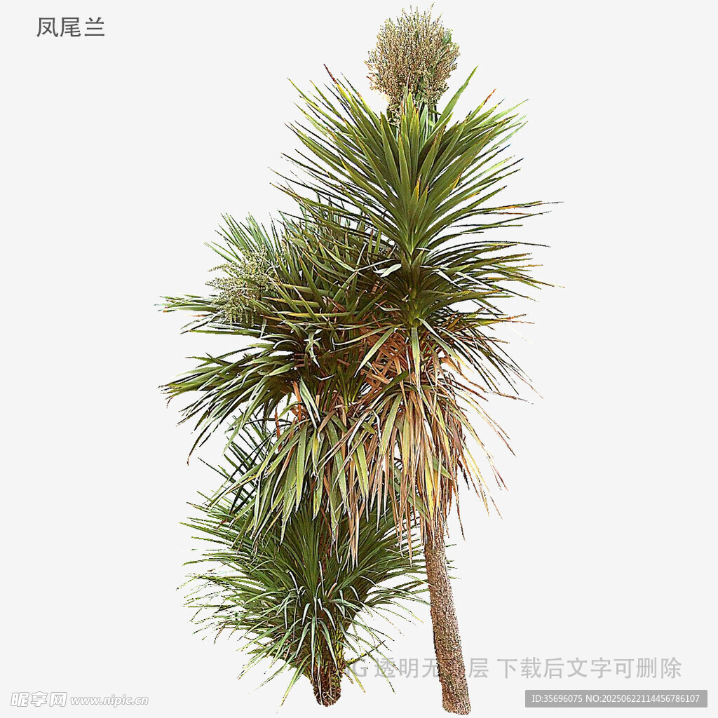 高大挺拔的龍血樹植物