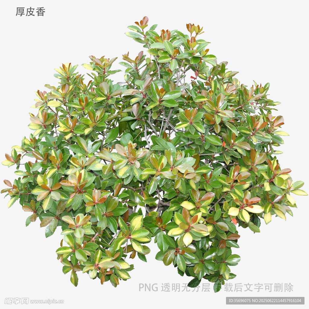 綠葉繁茂的灌木植物