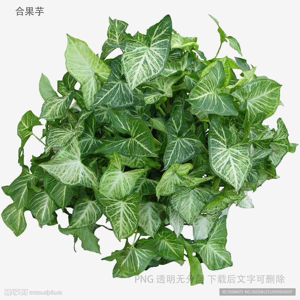 翠綠常春藤盆栽