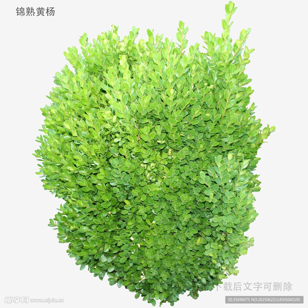 球形綠植灌木