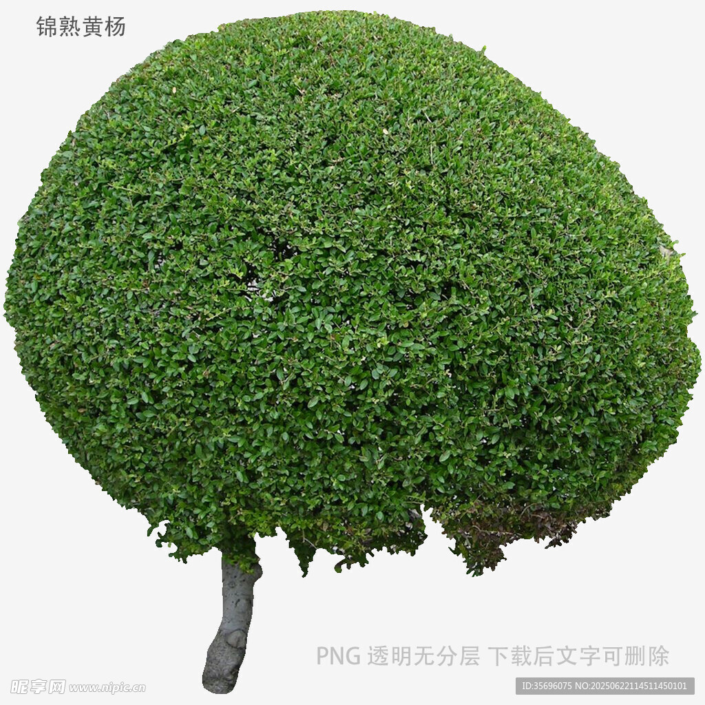 球形綠植盆景