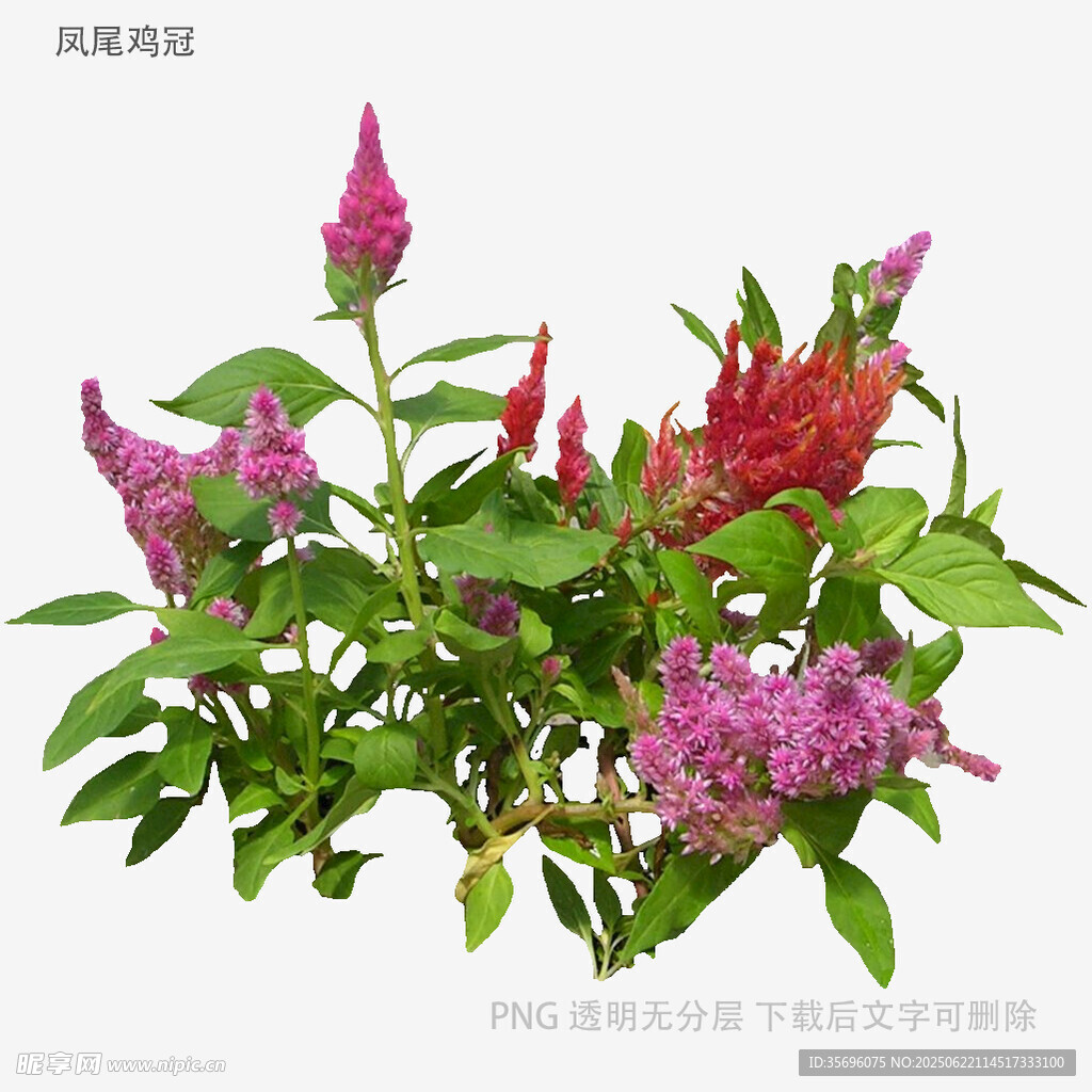 多彩雞冠花綻放