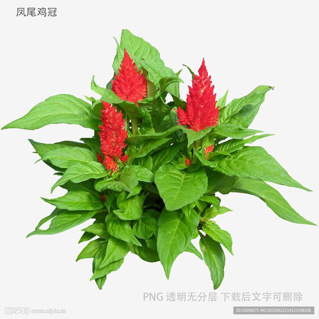 鮮艷雞冠花綠植盆栽