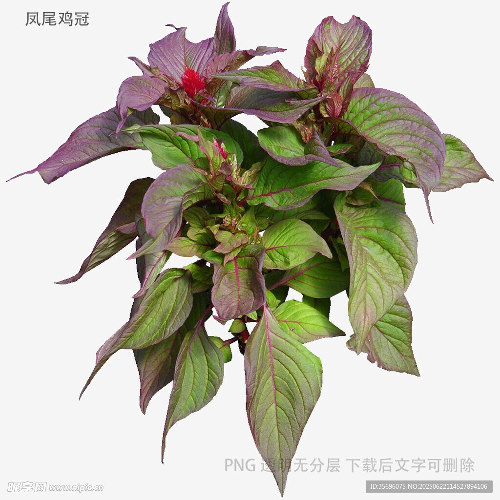 紫葉莧菜植物特寫
