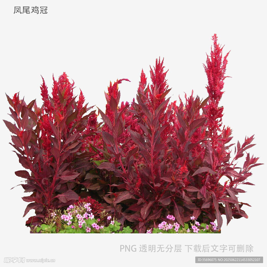 鮮艷紅葉植物盆栽