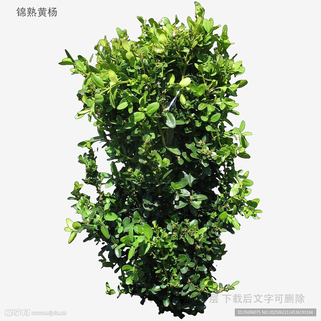 翠綠茂盛的綠植景觀