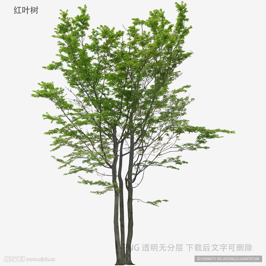 單棵綠樹3D模型展示