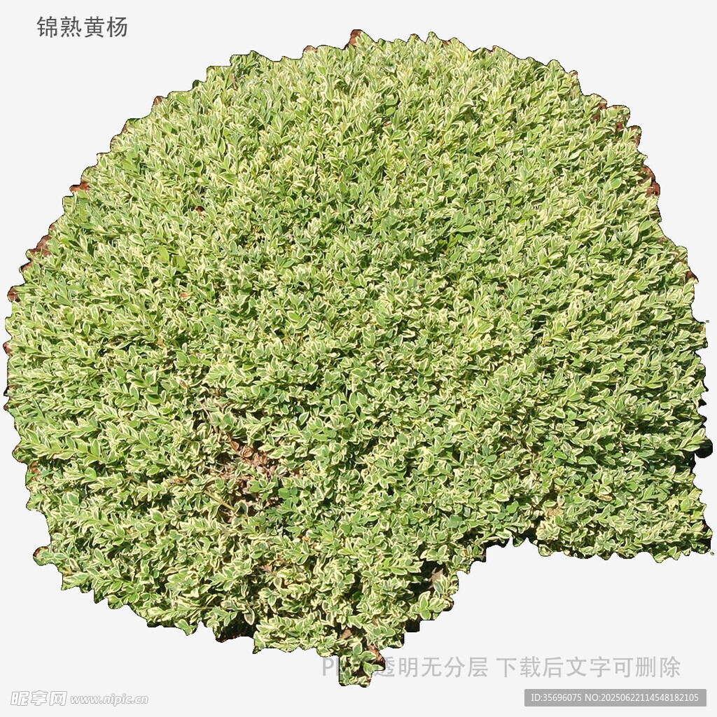 綠色苔蘚植物特寫