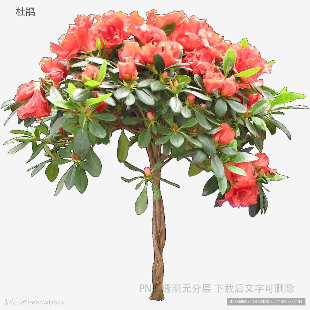 植物