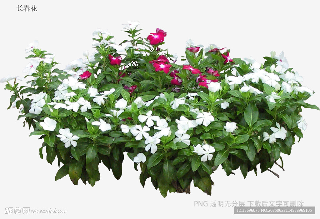 多彩花卉綠植景觀