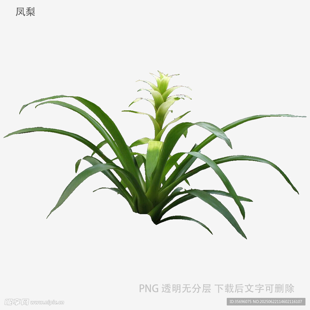 清新綠植鳳梨盆栽