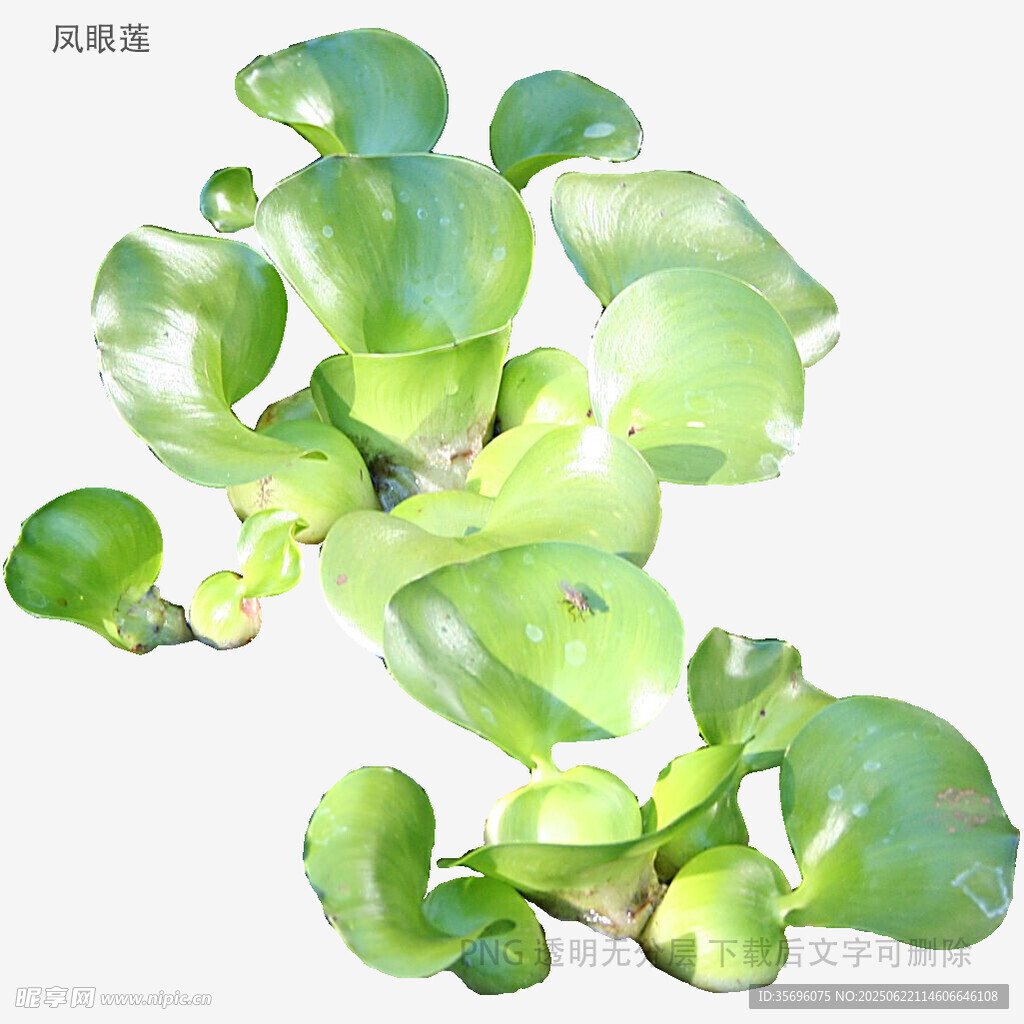 翠綠水葫蘆植物特寫
