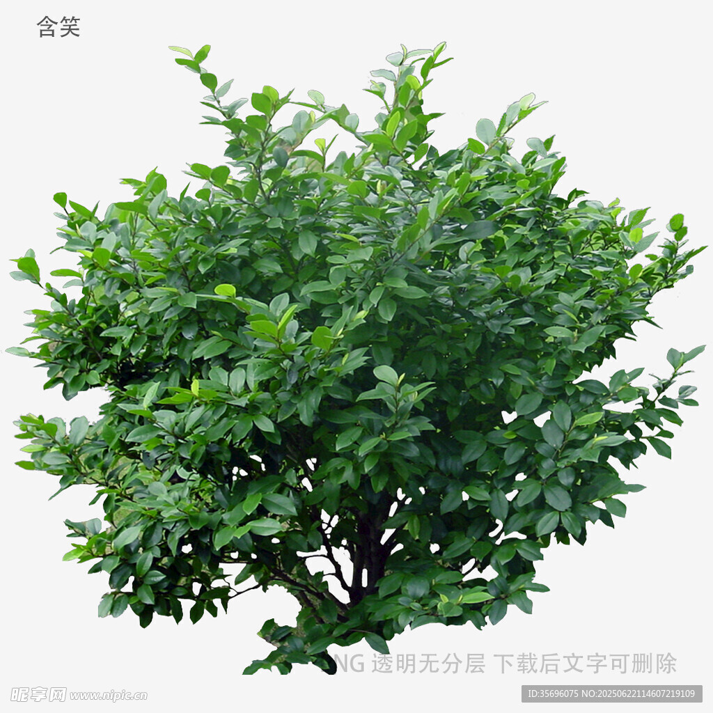 茂盛綠植灌木