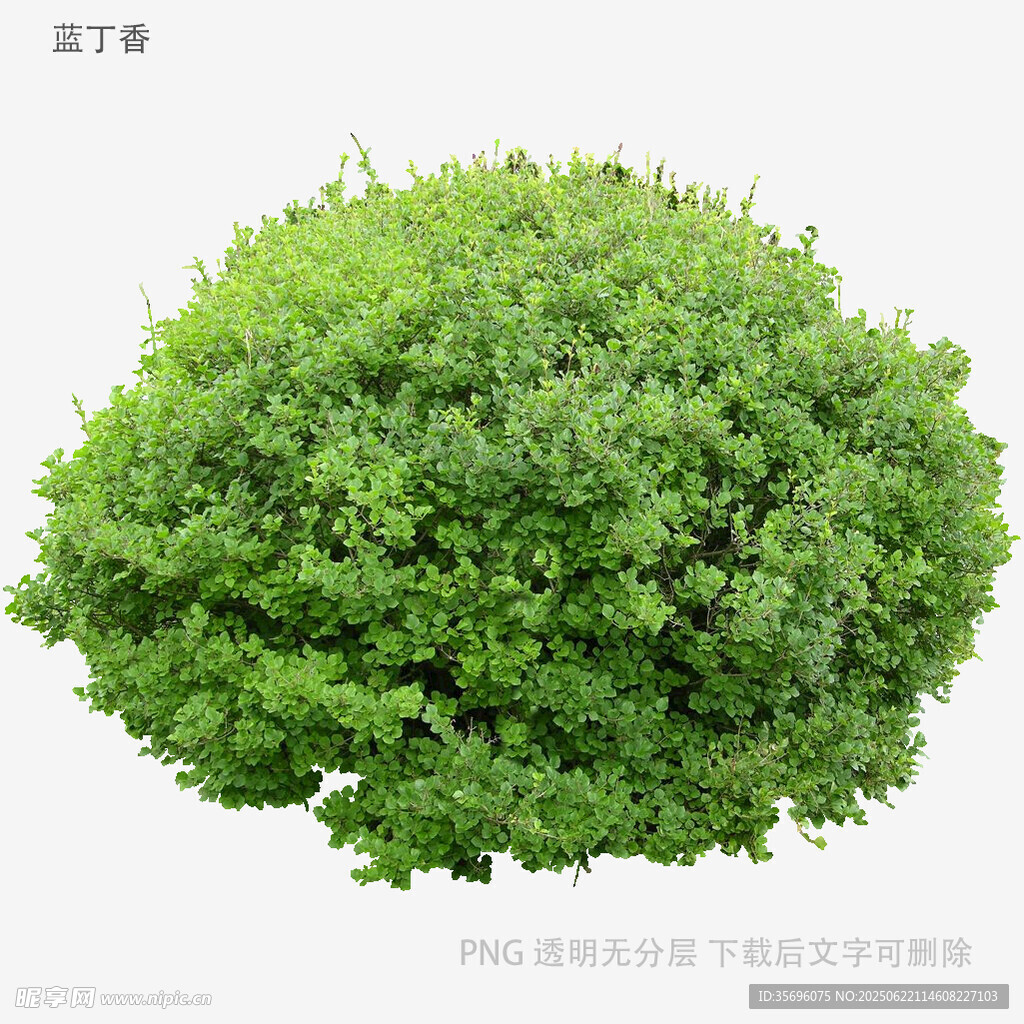 球形綠植特寫