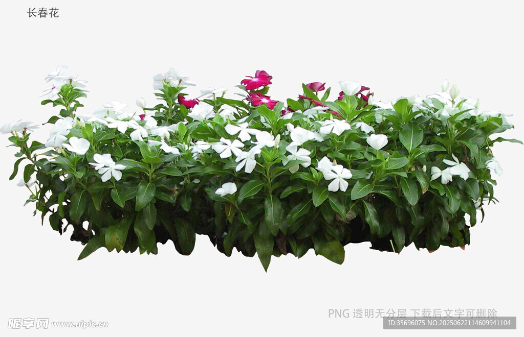 多彩花卉盆栽景觀