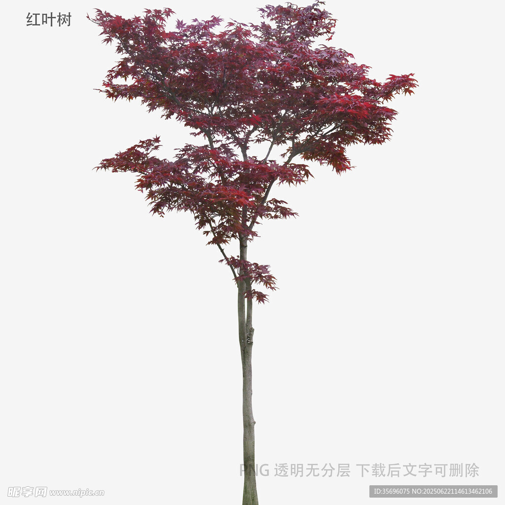 單株紫紅色樹木特寫
