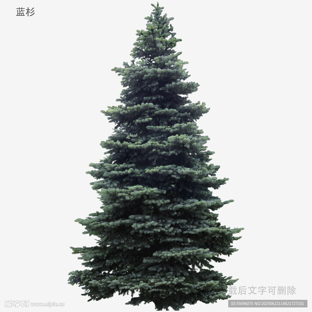 高大挺拔的綠色圣誕樹