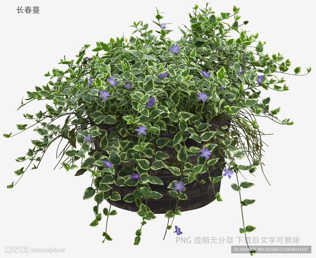 垂吊藍紫色小花綠植
