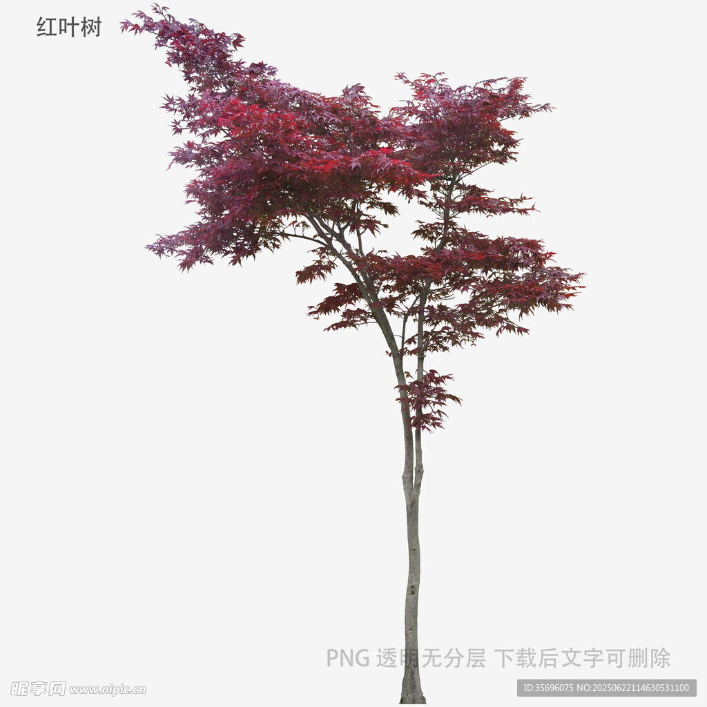 單株紅楓樹3D模型展示
