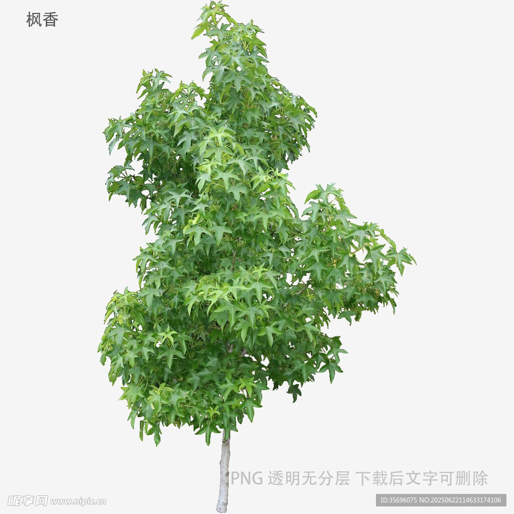 單棵綠樹植物素材圖