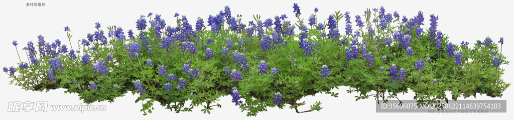 紫色花卉綠植景觀(guān)