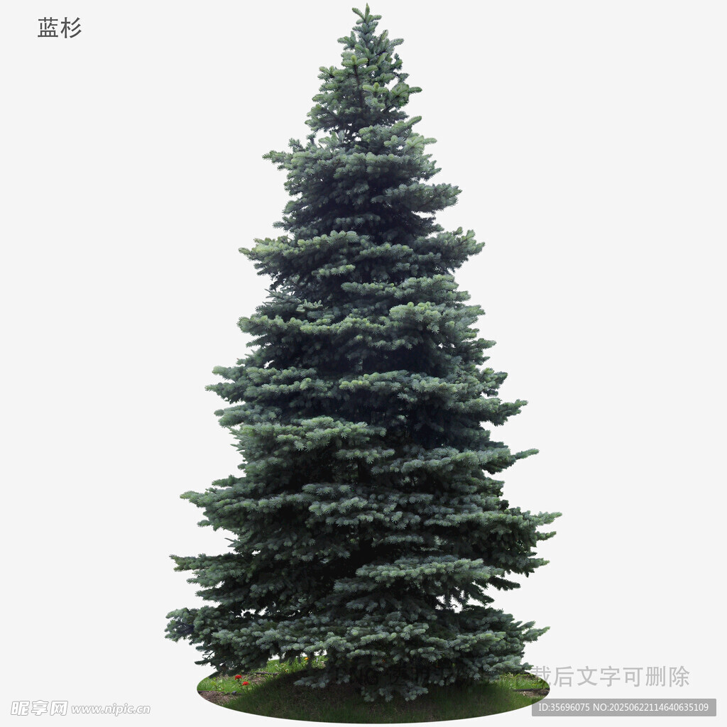 高大挺拔的綠色松樹(shù)