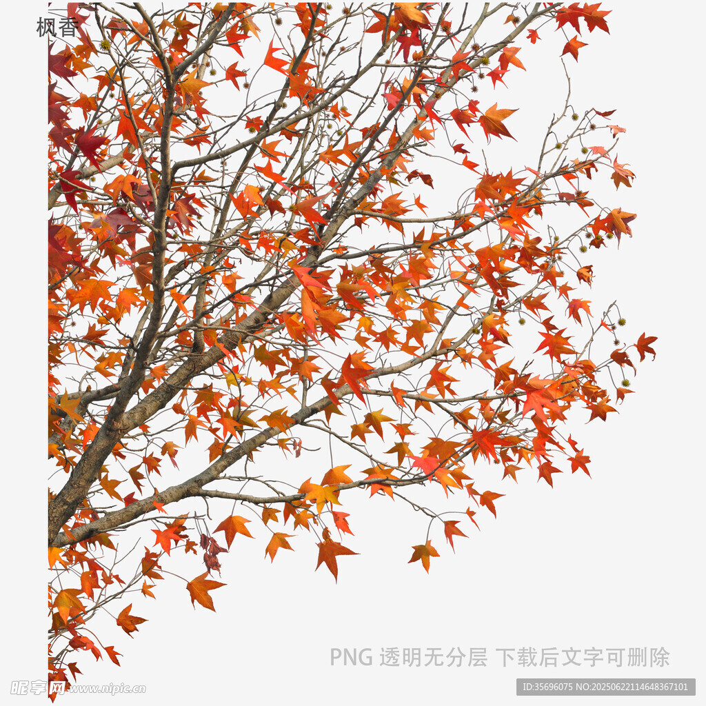 秋日紅楓樹枝特寫