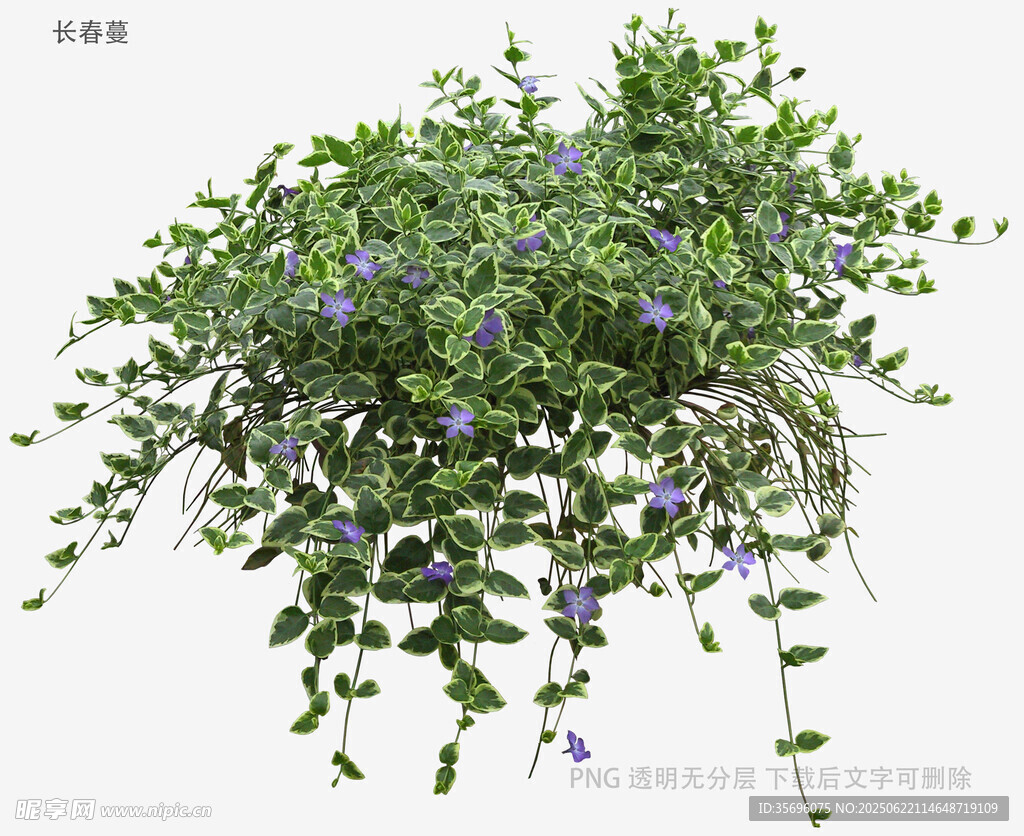 垂吊藍紫色花卉綠植盆栽