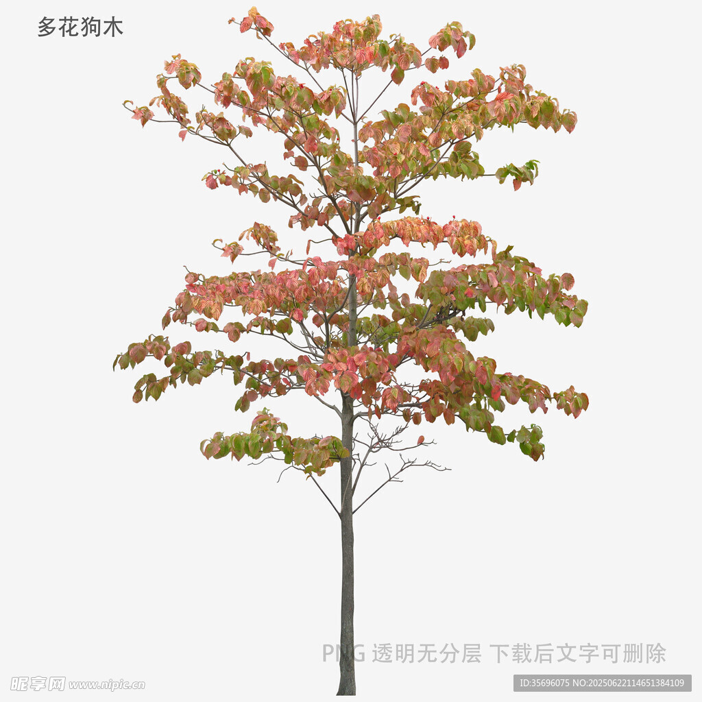 秋季變色的單棵樹木景觀