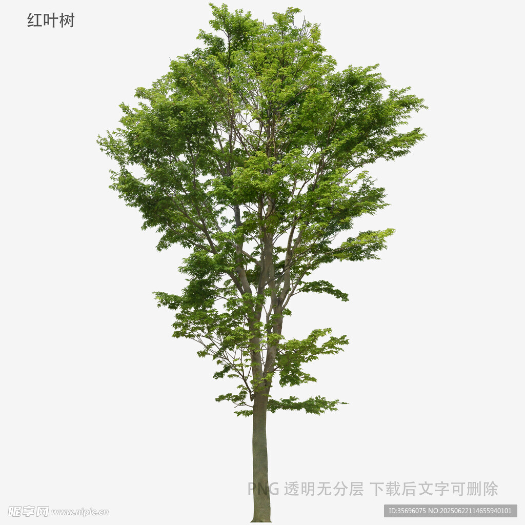 單棵綠樹3D模型展示