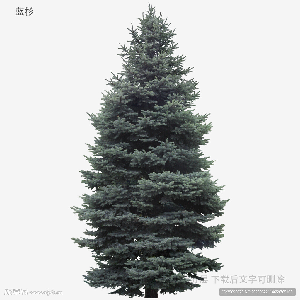 高大挺拔的綠色松樹