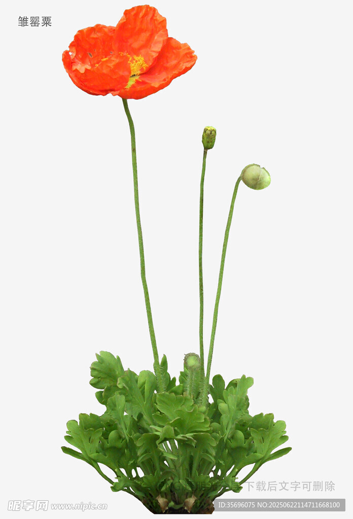 艷麗虞美人花朵特寫
