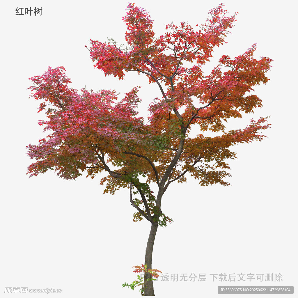 紅葉樹(shù)特寫