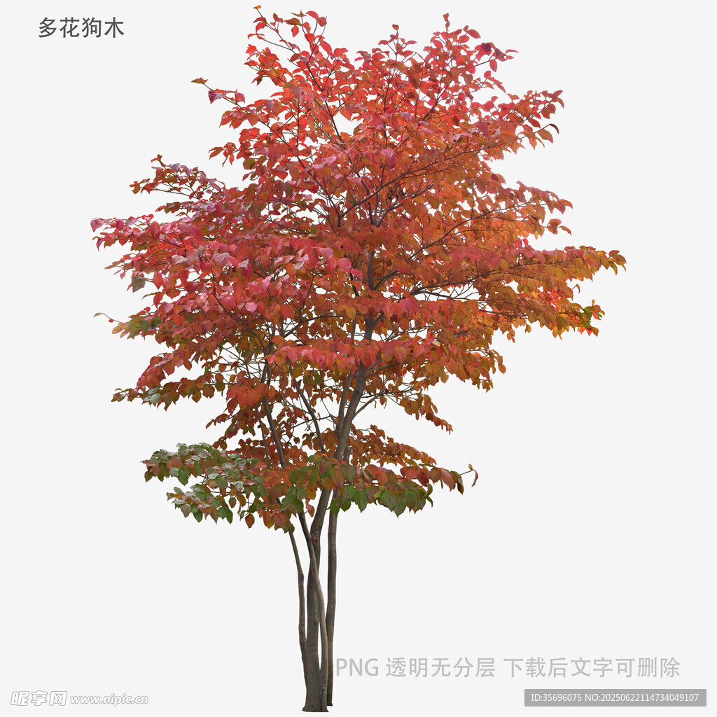 秋季紅楓樹單株景觀圖